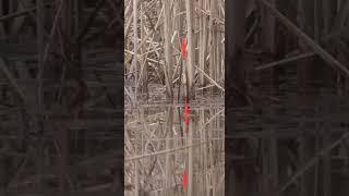 Ловля карася на поплавочную удочку ранней весной