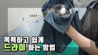 강아지 목욕 후 미용사가 알려주는 드라이 쉽게하는 방법! #강아지미용 #진짜반려견교육