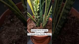 Flowering Sansevieria Snake Plant #snakeplant