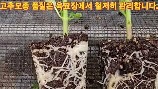 고추모종 50구 72구는 폐기합니다.