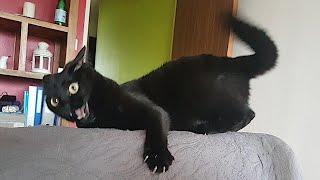 FUNNY CATS are the perfect mood booster  Best FUNNY CAT videos 2024