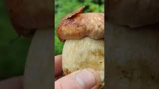 Гриби Карпат