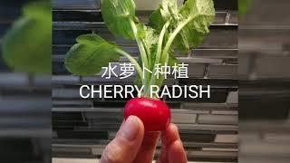 媛园种植——水萝卜CHERRY RADISH