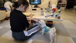 애플망고에 꽃힌 신둥이