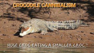 Big Croc eating a smaller Croc 