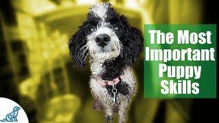 First Week Puppy Training - The 6 Skills To Teach First - Professional Dog Training Tips