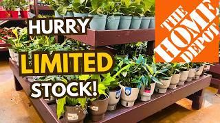 RARE PLANT ALERT Only Two Left in Stock!