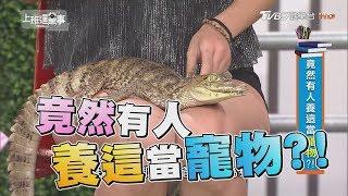 竟然有人養這當寵物?! 上班這黨事 20180904 (完整版)