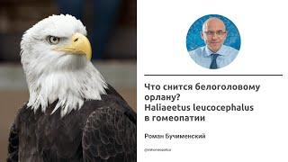 Что снится белоголовому орлану? Haliaeetus leucocephalus в гомеопатии. Роман Бучименский