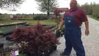 Spring Plant Sale at Mike's Plant Farm, Perry, Ohio.