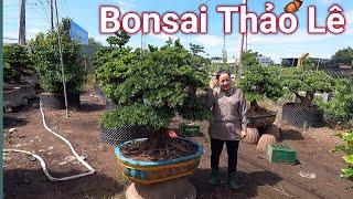 Ngắm những tác phẩm Bonsai tuyệt đẹp tại vườn Bonsai Thảo Lê ở Bến Tre