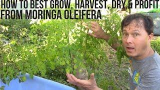 How to Best Grow, Harvest, Dry & Profit from Moringa in Your Backyard