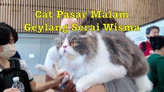 Cat Pasar Malam at Geylang Serai Wisma #singapore #cat #pasarmalam #cute #fair #catlover #catfood