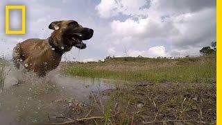 Meet the Dog Trained to Take Down Poachers | Short Film Showcase