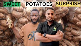 He is Making Money Farming Sweet Potatoes