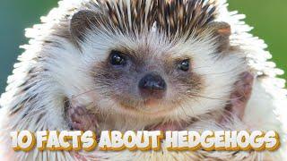 10 Facts About Hedgehogs