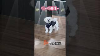 1분안에 강아지옷 만들기(똥손가능..자세한 영상은 채널에 있어요) #강아지옷