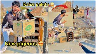 Naye kabutar kharid liye  ( New pigeons purchase ️) Chori na hojaye