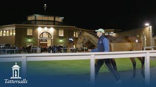 Tattersalls December Mares Sale Day 1 Review 2024