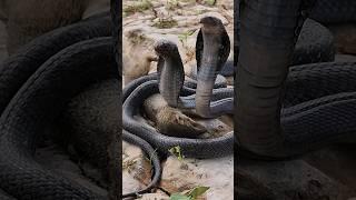 Mongoose couldn't survive while fighting with two Black Cobras #cobravsmongoose#snake#cobra#shorts