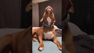 The kids had a lot to say this morning ️️#dog #pitbull #pitbulls #pitbulllove #cute #puppy
