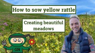 How to sow yellow rattle in a meadow: to reduce grass & increase flowers