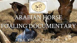 Horse giving birth | The whole process | Detailed with every sign and stages through the labour