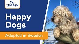 Happy ROLDA dogs adopted in Sweden