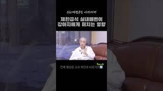 제한급식 실내배변이 강아지에게 미치는 영향 #배변훈련 #제한급식 #실내배변 #강아지배변교육