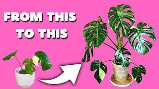 Do THIS  To grow Your Monstera Thai Constellation BETTER!