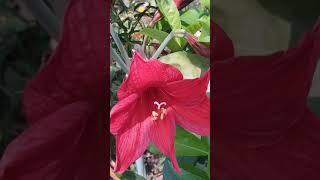 Flowers blooming in Spring garden