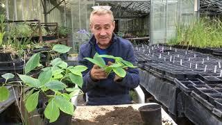 How to take hydrangeas cuttings at stinky ditch nursery August ‘19