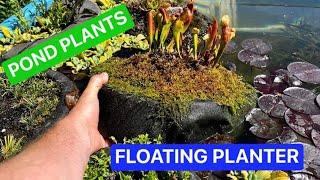 How to plant a FLOATING POND PLANTER - Best Pond Plants