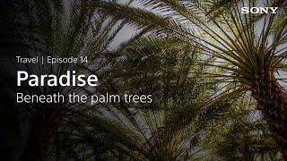 Why We Shoot - Travel - #14:  Paradise Beneath The Palm Trees