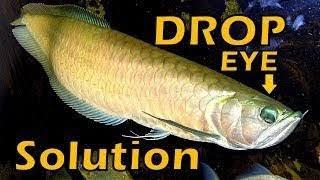 Arowana drop eye causes and how to recover it.