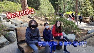 Sequoia National Park/ 당일치기/ General Sherman Tree/ Moro Rock/ 세코야/ 캘리포니아 패밀리의 미국일상