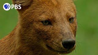 Dhole Pack Coordinates Attack on Deer