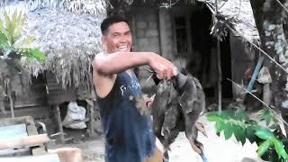 WILD DUCK HUNTING IN RICE FIELD USING FISH NET TRAP