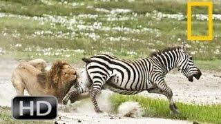 Discovery channel animals documentaries - Zebra documentary - Nature documentary 2016 Animal planet