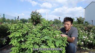 月季全年病害防治要点（上）【天狼说月季】