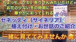 一緒に育ててみませんかセネッティ（サイネリア）植え付けとお世話について、水分量計サスティのご紹介 