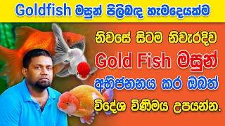 How to Successfully Breed Gold Fish (Goldfish Breeding Ultimate Tutorial)