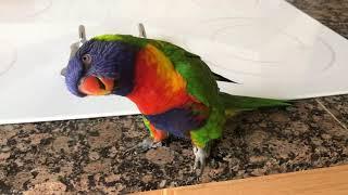 Best talking Rainbow Lorikeet 2