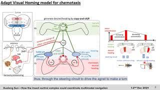 Neuromatch Conference 2021 How the insect central complex could coordinate multimodal navigation