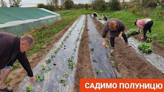 Осіння посадка полуниці. Чи пізно садити?!. Буде рання полуниця