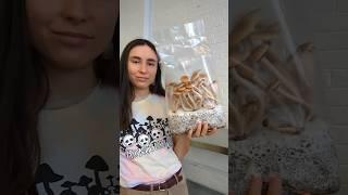 How to Grow Mushrooms in Bags using ShroomTek | QUICK tutorial #howto #mushroomcultivation #diy