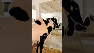 mashallah so much beautiful  #cow # Shuraim Abid hussain