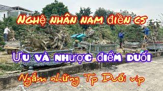 Nghệ nhân nam điền Cs ưu nhược điểm chơi Duối, điểm quý cây duối dòng khác không thể có được