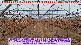 [김천몽땅부동산] 경북 김천시 감천면 광기리 5년생 샤인포도밭 928평 매매