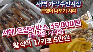 오징어 나오기 시작 /서해 그물바리  오징어 박스 35,000원 /황석어 17키로 5만원.